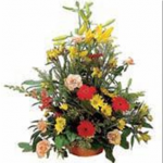 Arrangement of Cut Flowers