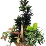 Arrangement of Plants