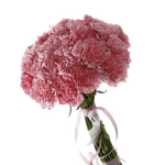 Bouquet of Carnations