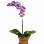 Phalaenopsis (without container)