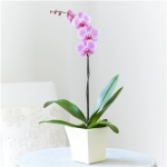 Pink Phalaenopsis Orchid