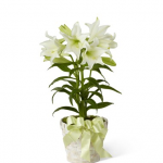 PLANTS - Easter Lily Plant