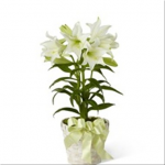 Plants - Easter Lily Plant