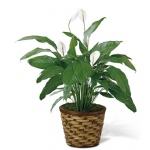 PLANTS - Spathiphyllum